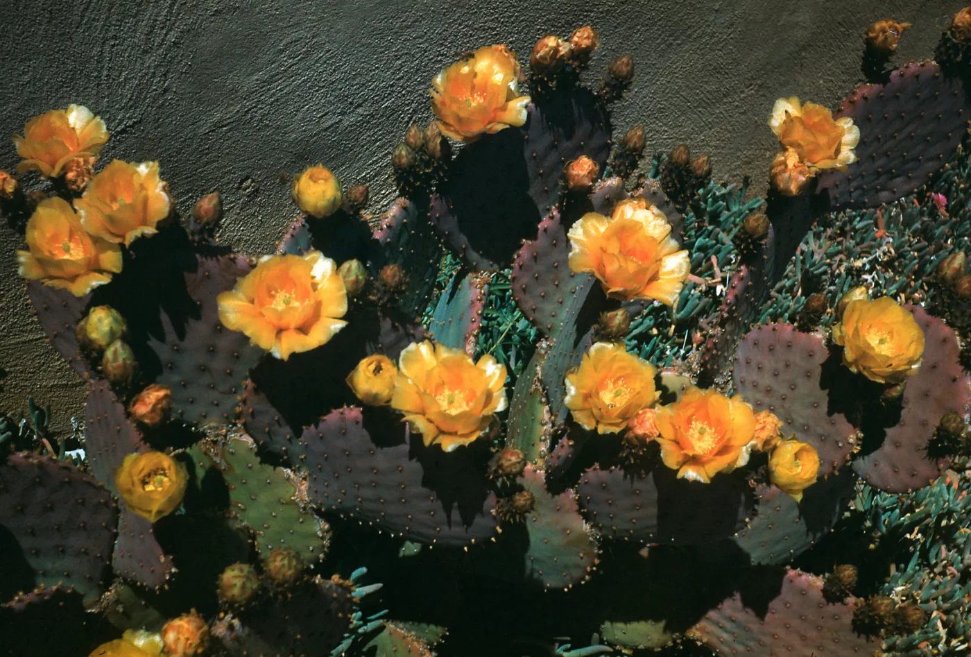 Opuntia (Prickly-pear) Santa Rita