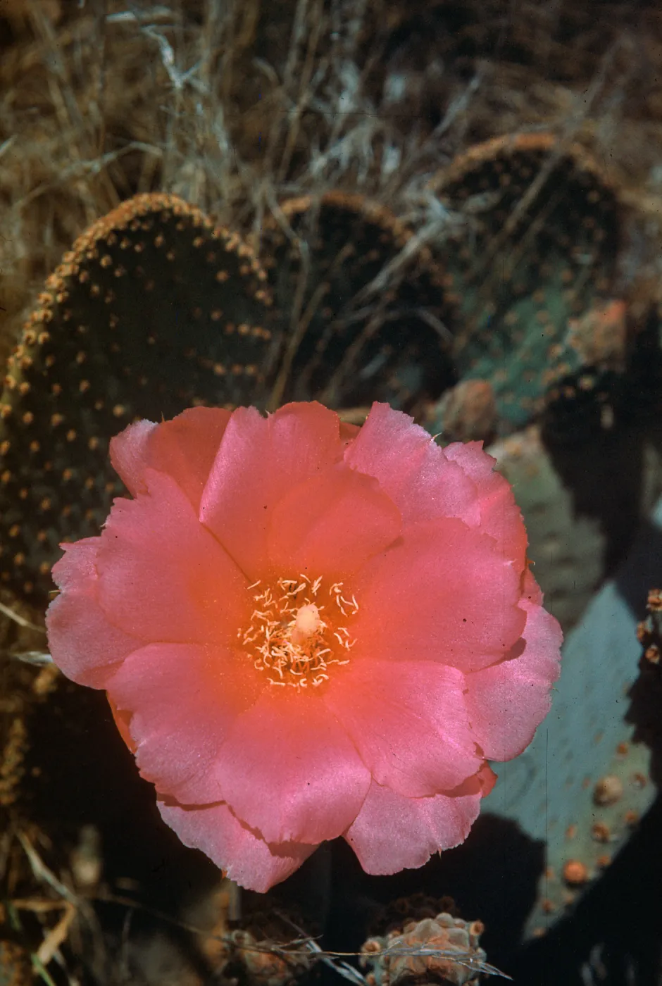 Opuntia basilaris, Arizona