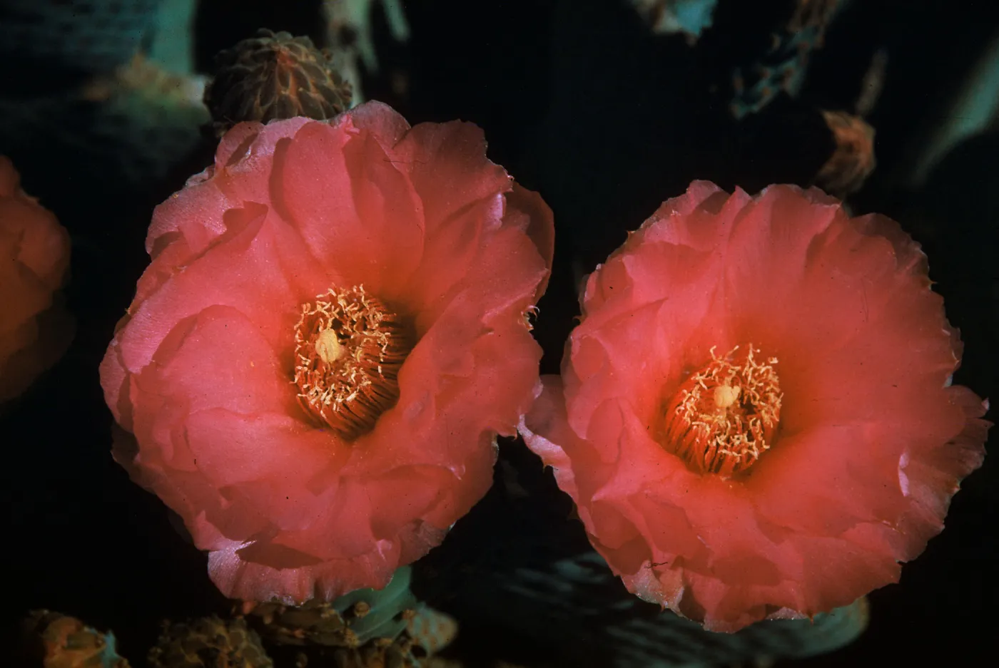 Opuntia basilaris, Beaver Tail cactus, Arizona