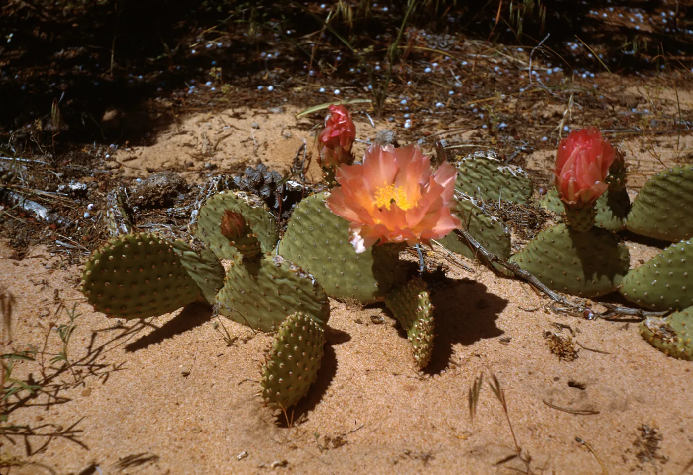 Prickly Pear (Prickly-pear), Zion National Park, Utah