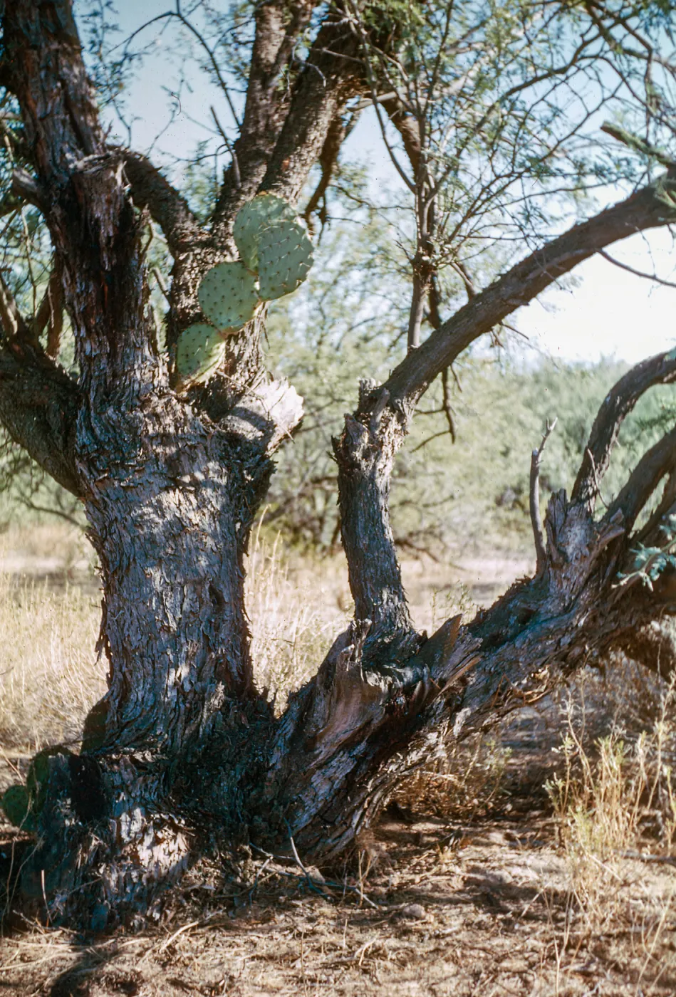 Opuntia (Prickly-pear), 8 ft. above ground in a Mesquite tree, Coons Bluff, Salt River, Arizona
