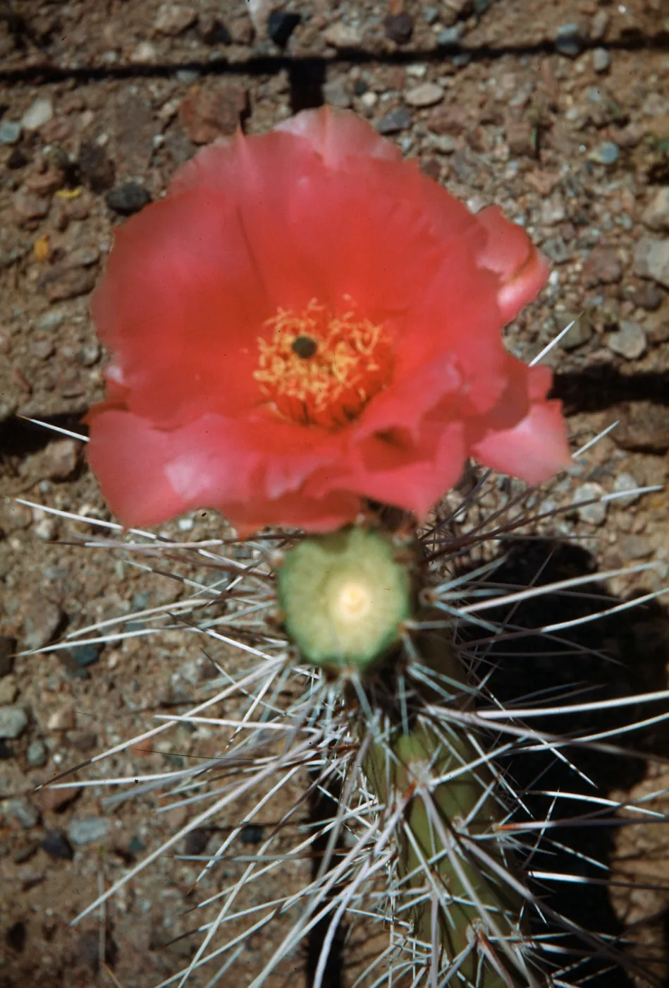 Opuntia erinaceae