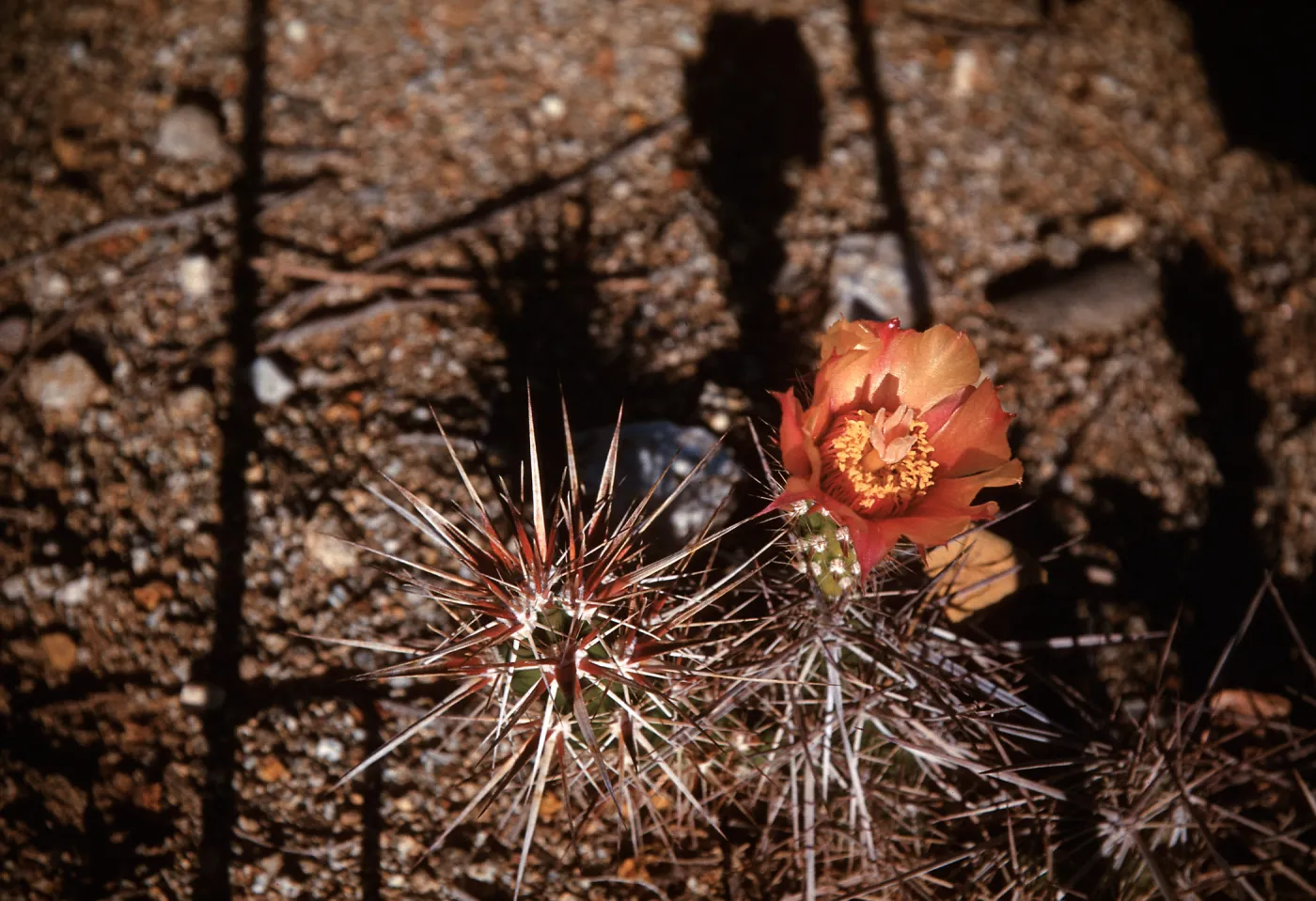Opuntia parryi, Joshua Tree National Monument