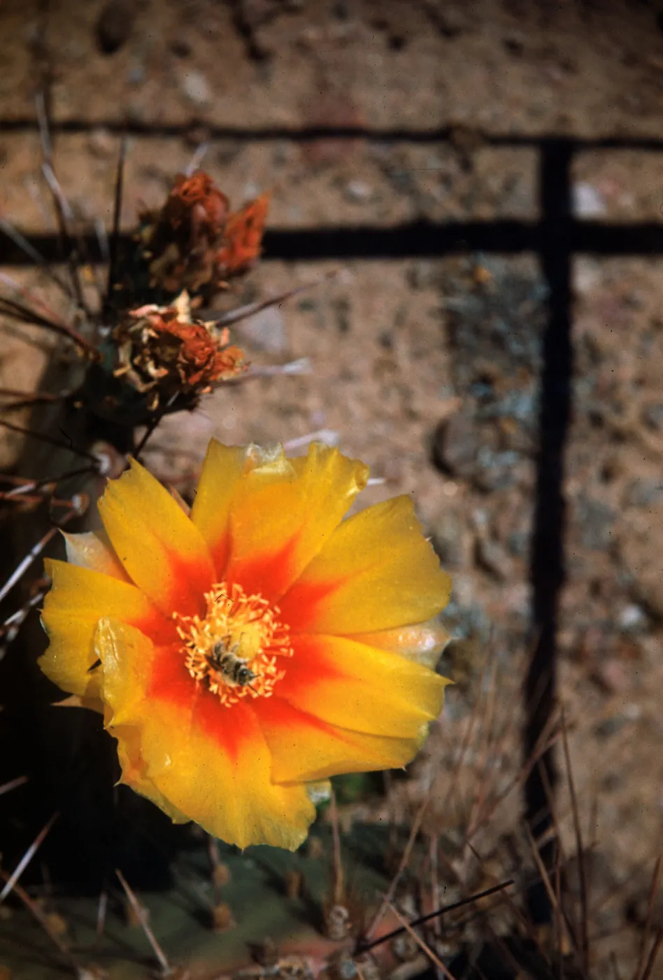 Opuntia macrocentra (Prickly-pear), Globe, Arizona