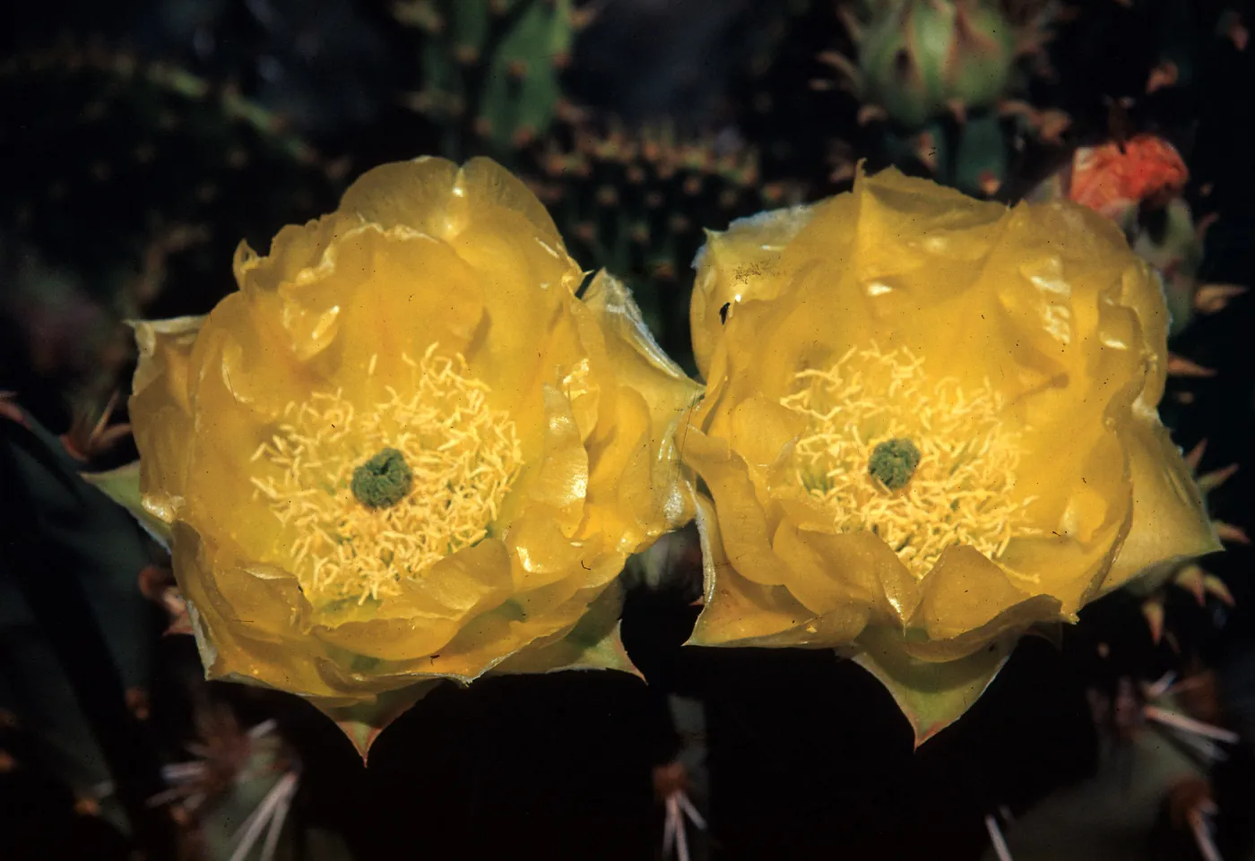 Opuntia engelmannii, Arizona