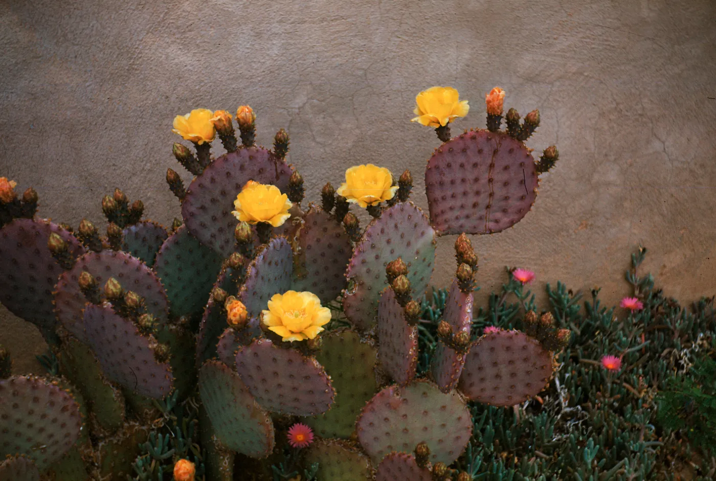 Opuntia Santa Rita (Prickly-pear)