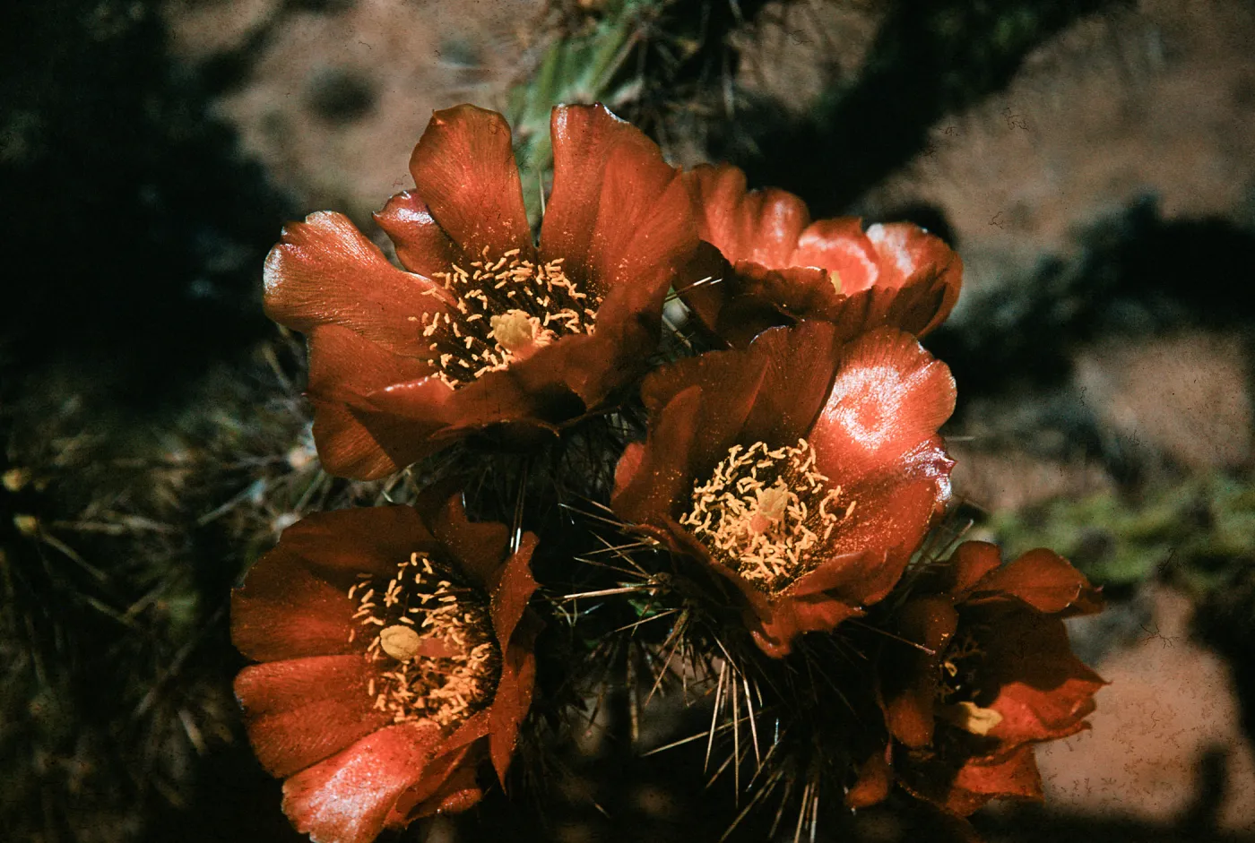 Opuntia,(Prickly-pear) Organ Pipe National Monument