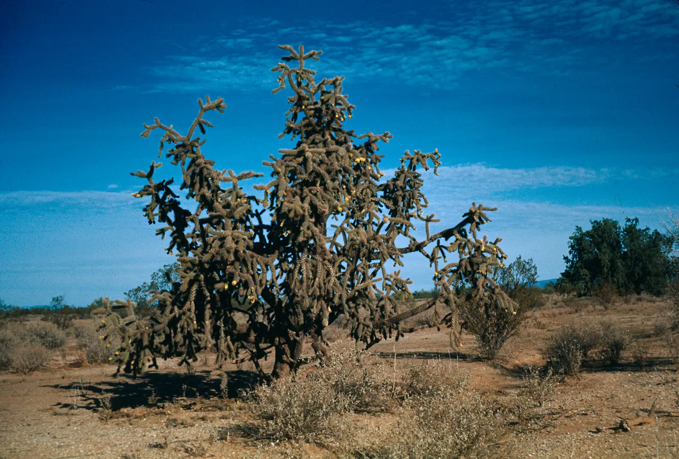 Opuntia spinosior, Paradise Valley, Arizona
