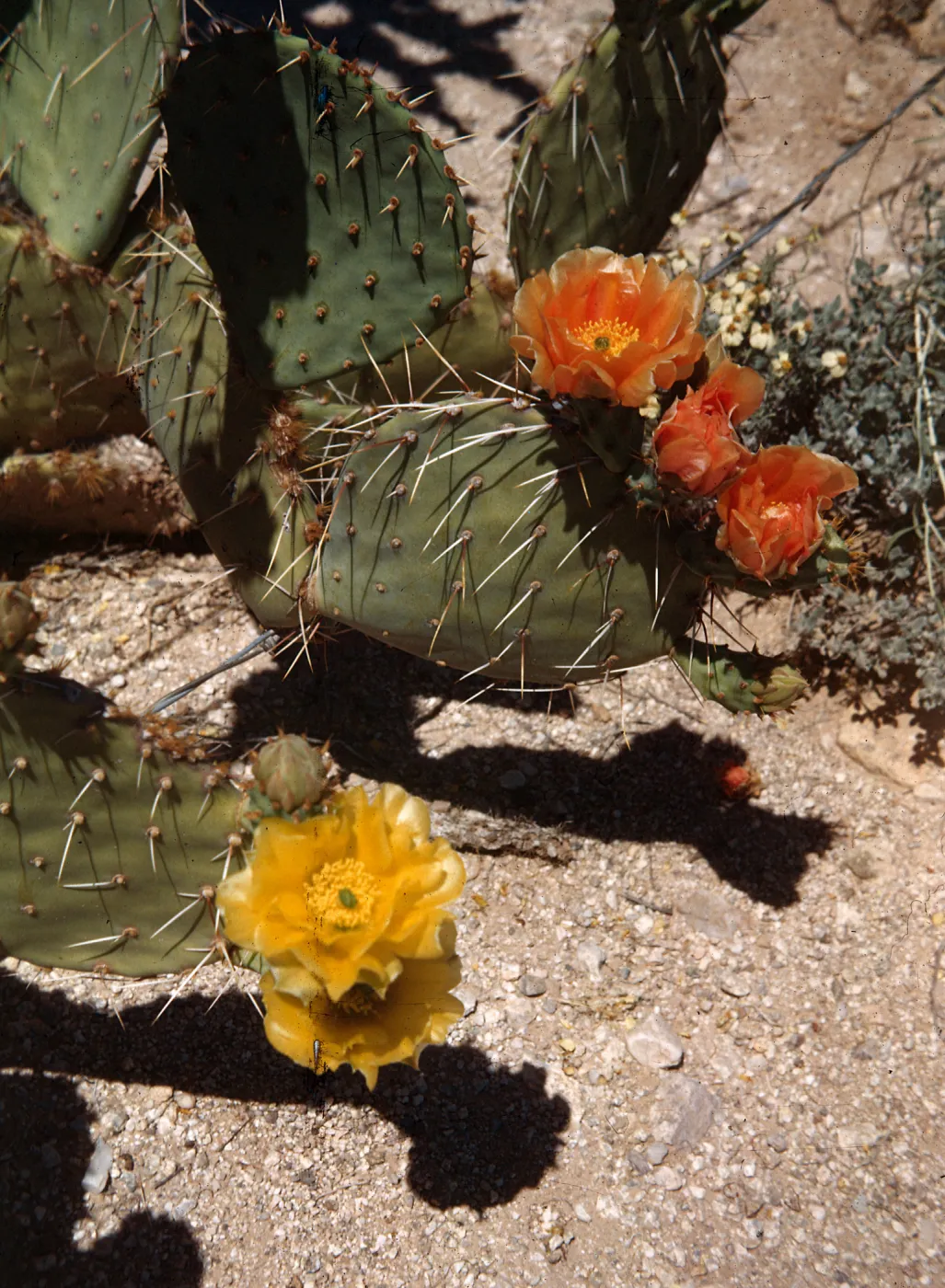 Priclky Pear flower, Class A 109, Mae Krueger, 1108 W Mackenzie, Lot 106, Phoenix, Arizona
