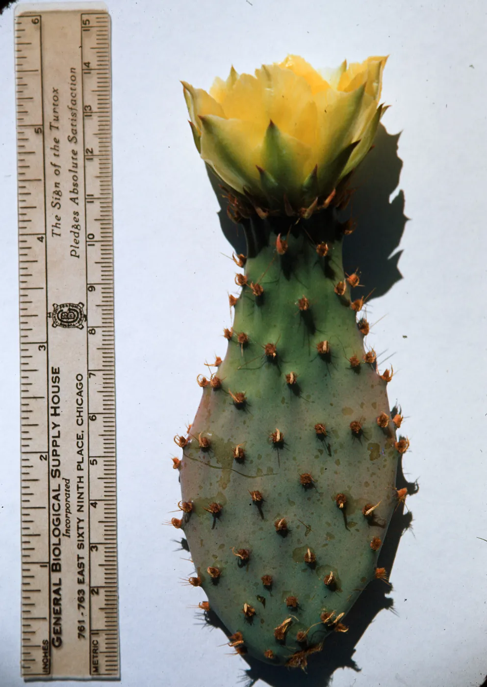 Opuntia Santa Rosa (Prickly-pear), vegetative pad turns to fertile flower