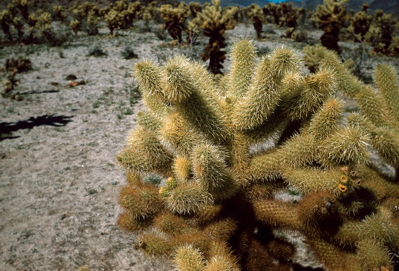 Opuntia, Joshua Tree National Monument