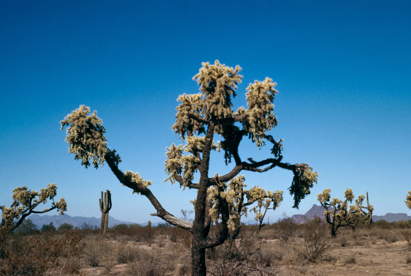 Opuntia fulgida