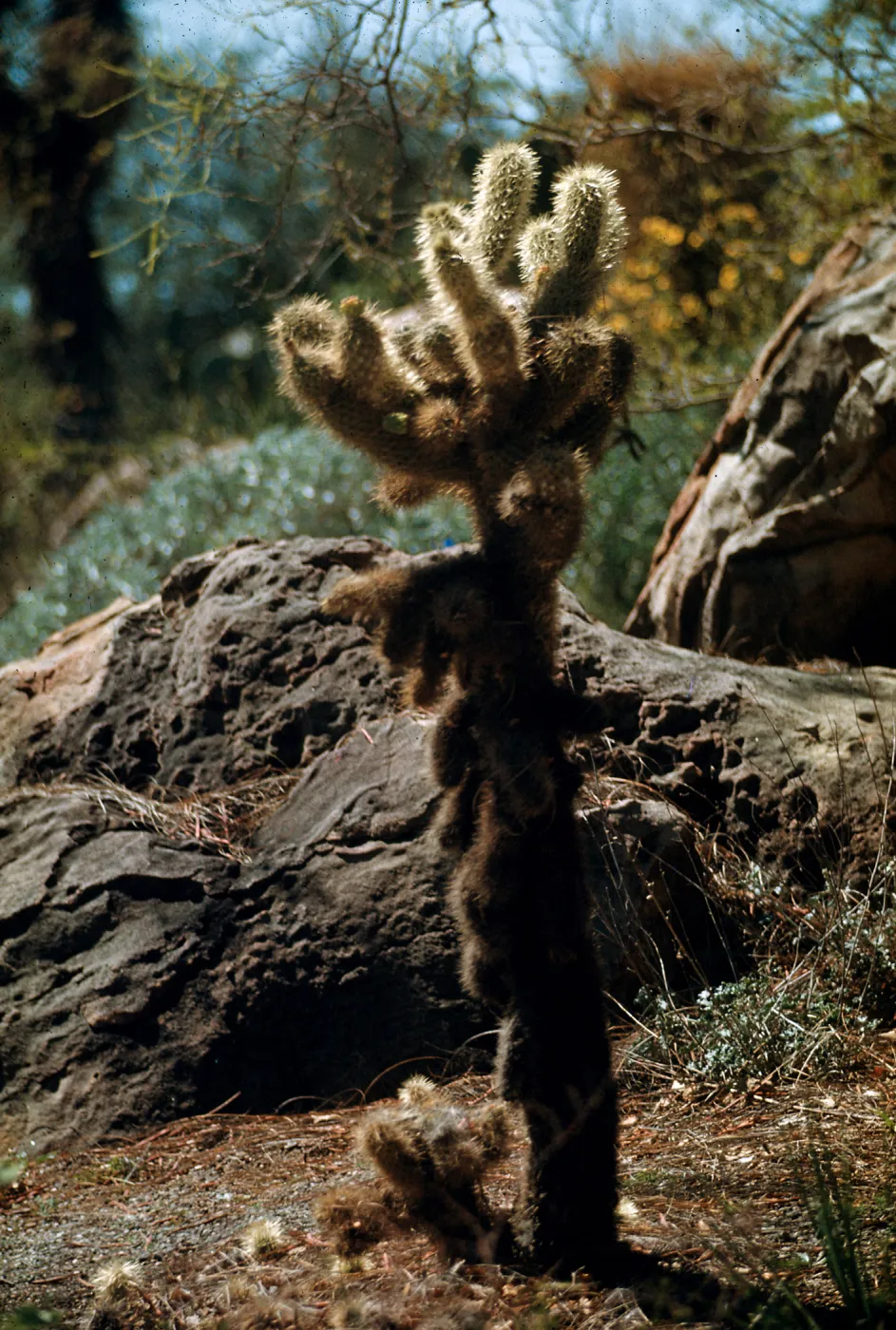 Opuntia bigelovii