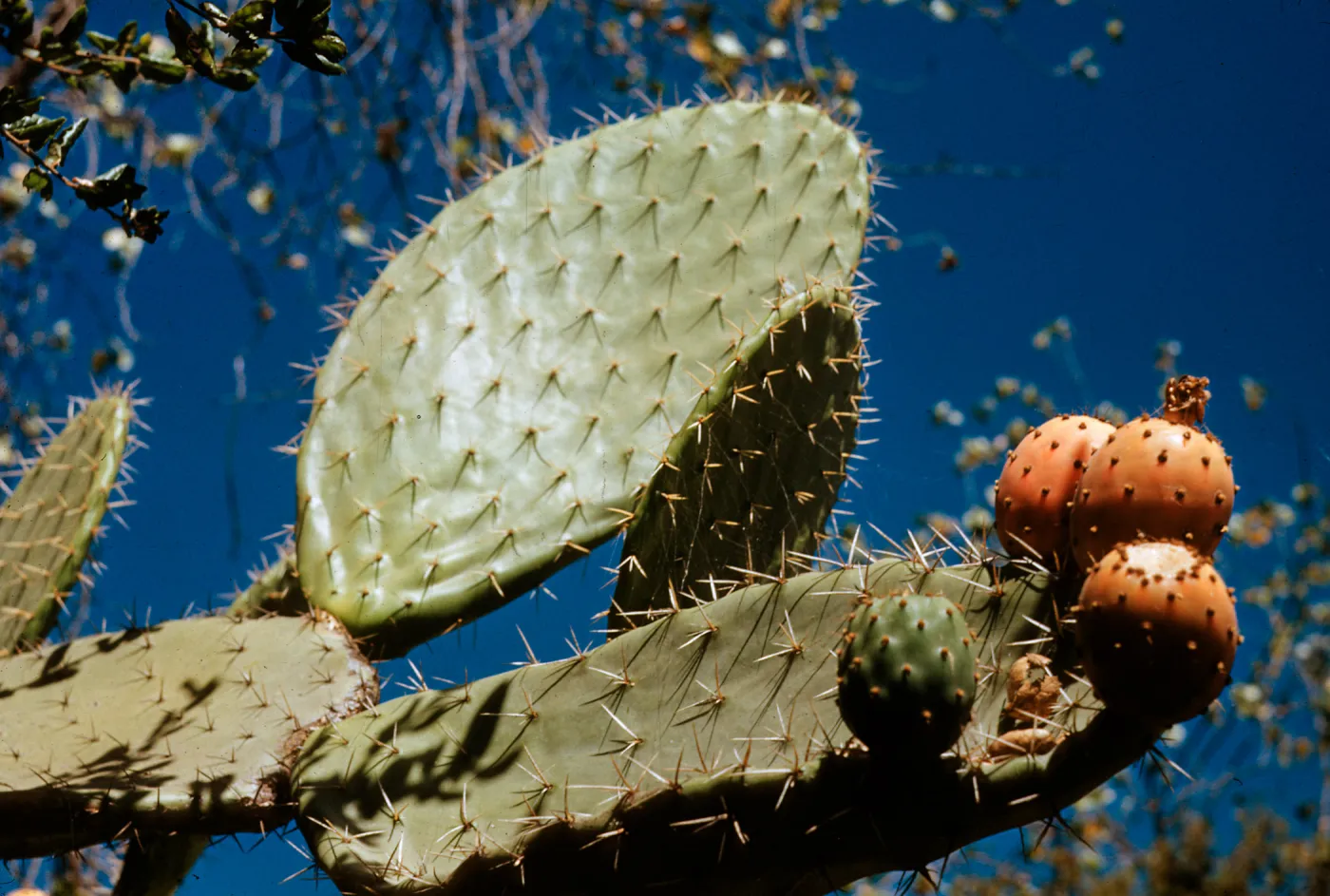Opuntia megacantha (Prickly-pear)
