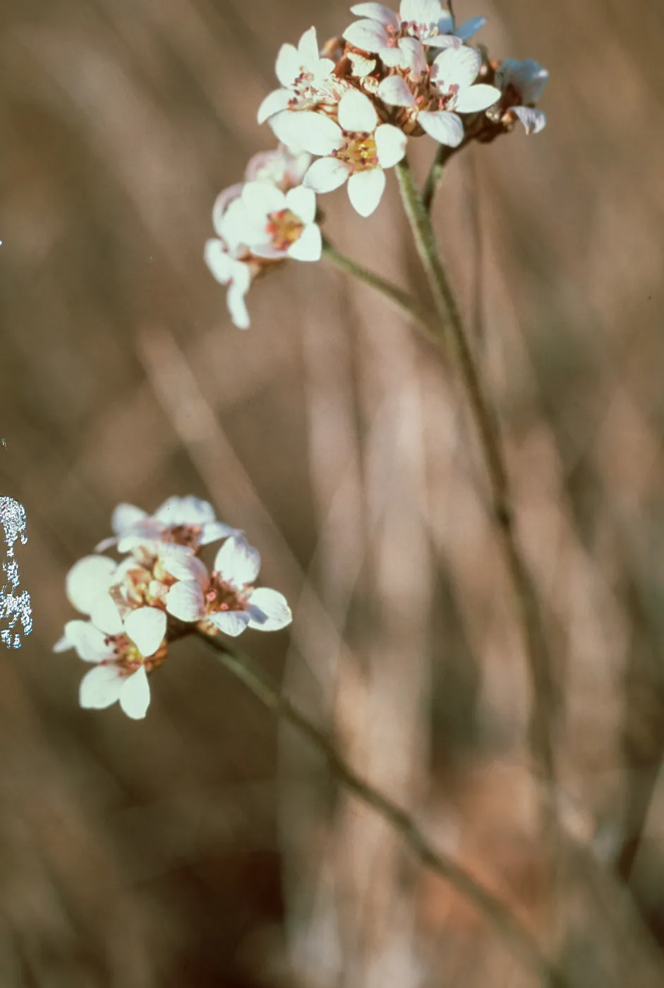 Jepsonia malvafolia