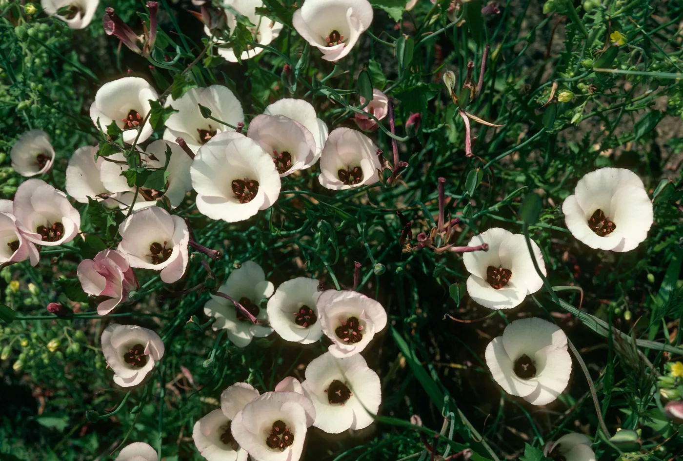 Calochortus