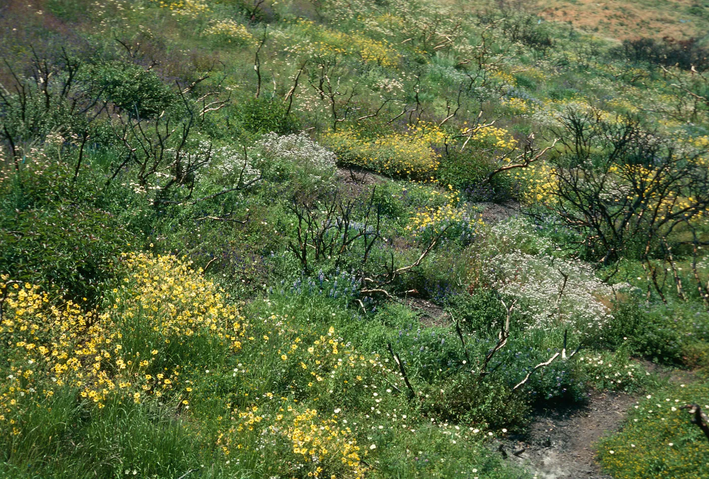 Chaparral burn, Malibu