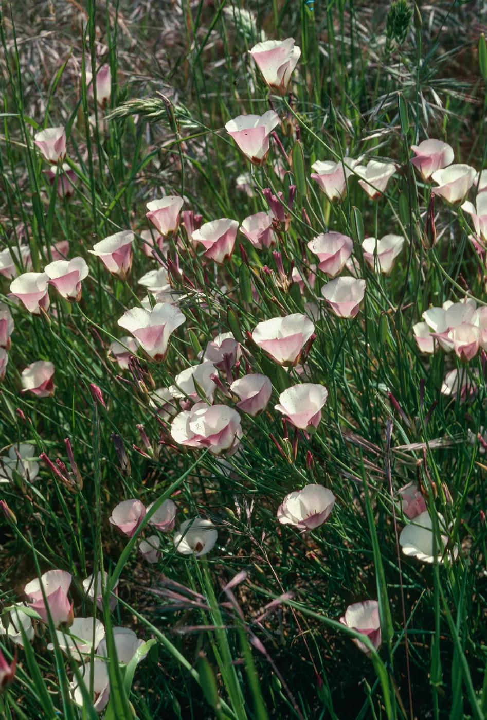 Calochortus catalinae