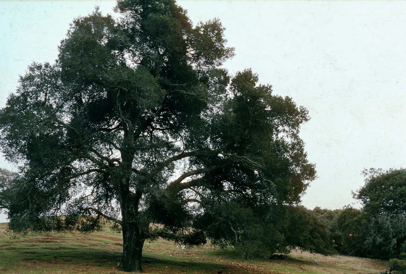 Quercus agrifolia (Coastal Live Oak), ridge Canada del Puerto, Santa Cruz Island