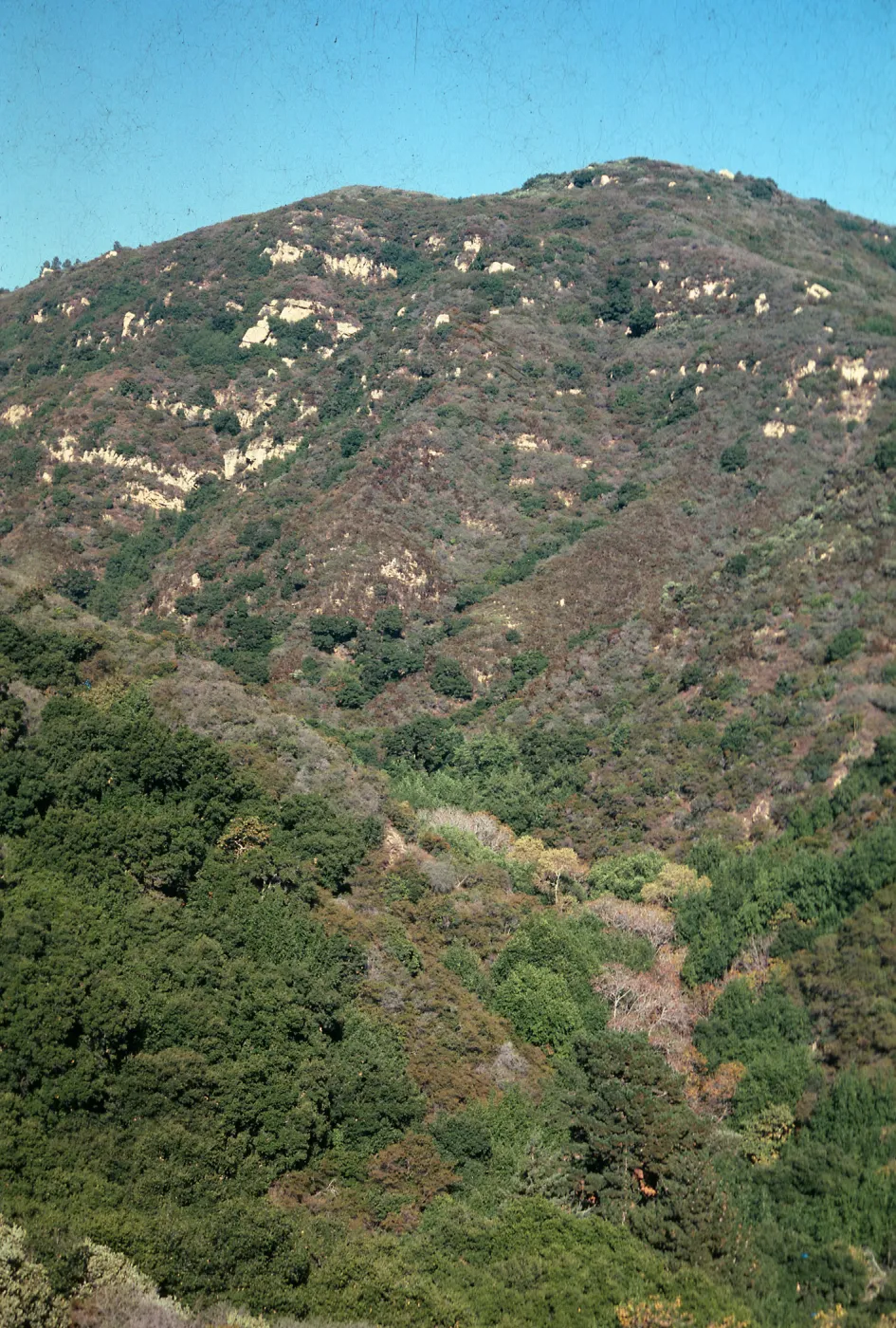 Chaparral with oaks, San Marcos Pass