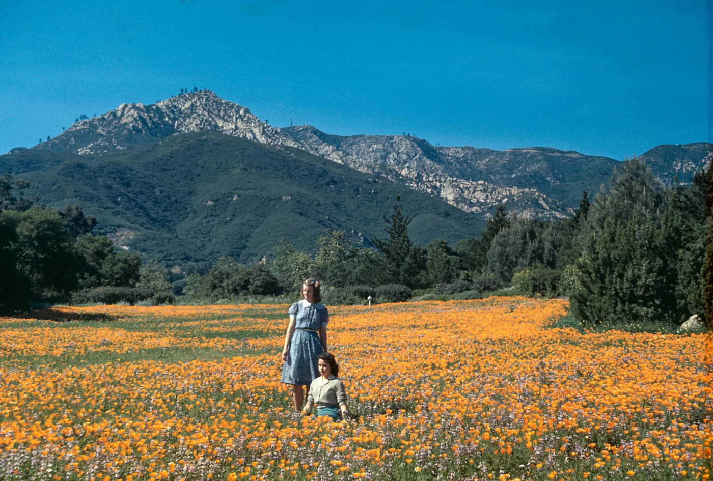 Meadow, SBBG
