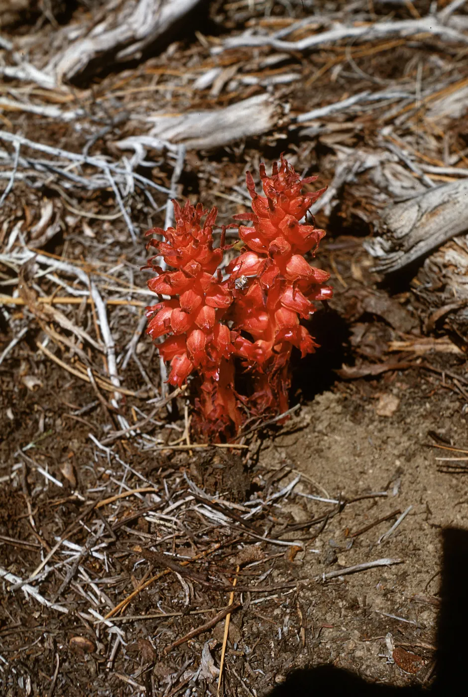 Snow Plant, Sarcodes sanguinea