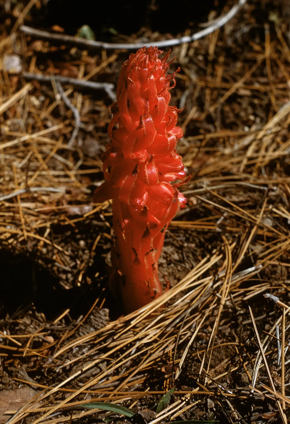 Snow Plant, Sarcodes sanguinea