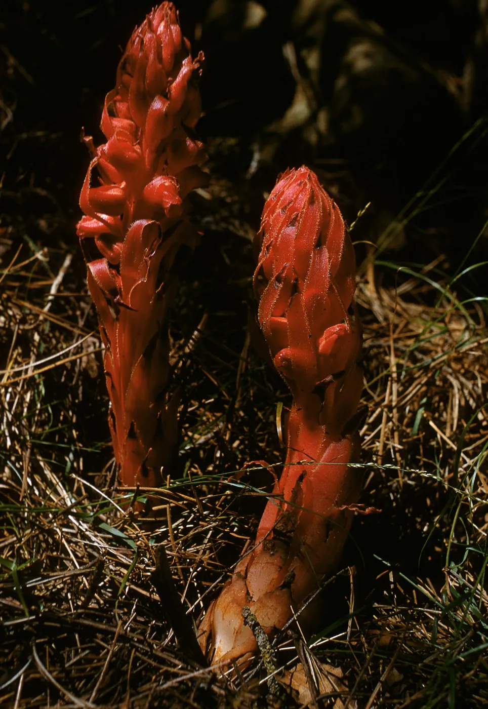 Snow Plant, Sarcodes sanguinea