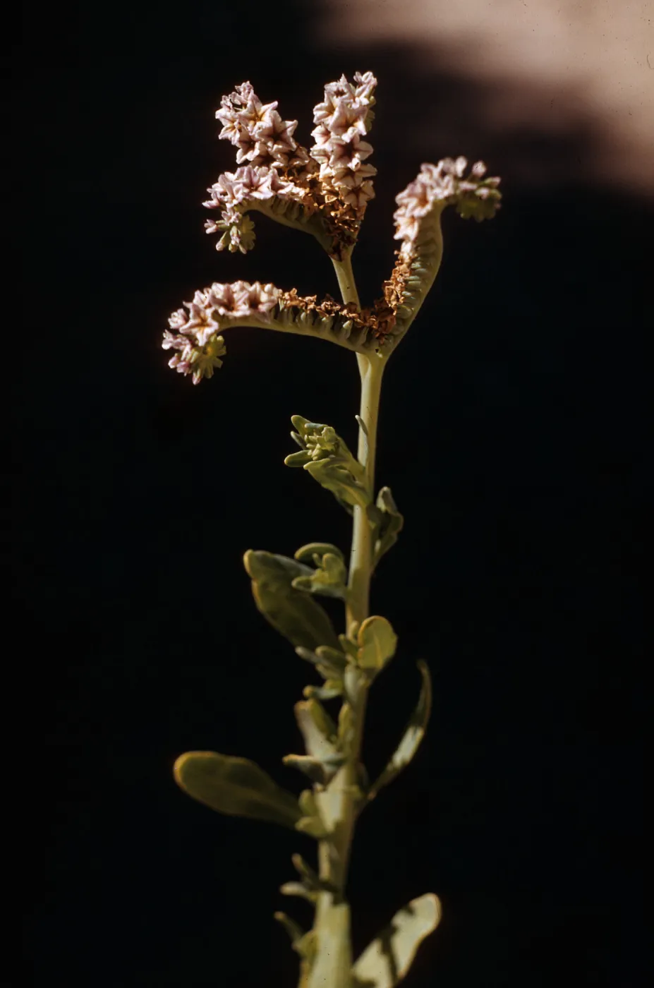 Fiddleneck ?, Cottonwood Springs, Lucerne Valley, San Bernardino County