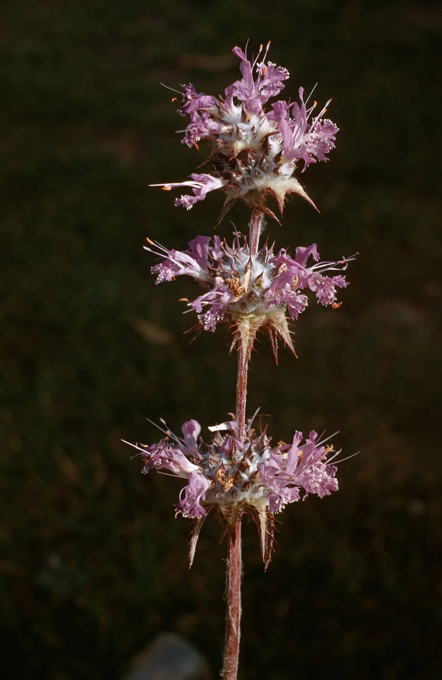 Sage