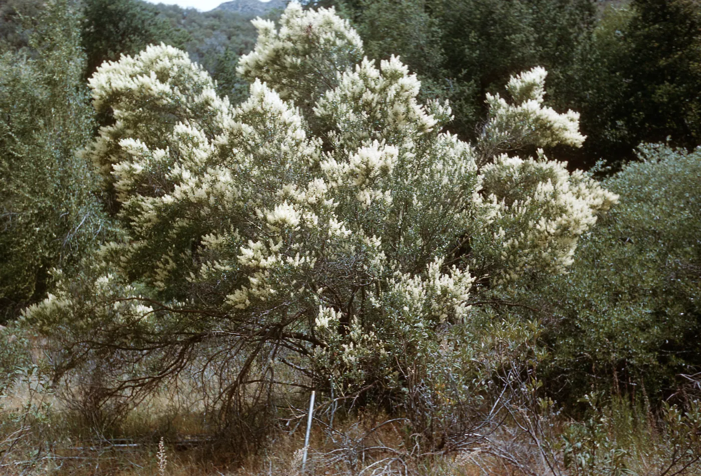 Ceanothus palmeri, Upper Sisquoc, Santa Barbara County