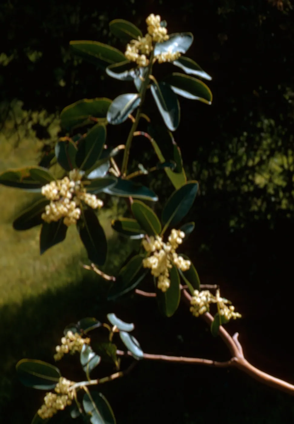 Madrone