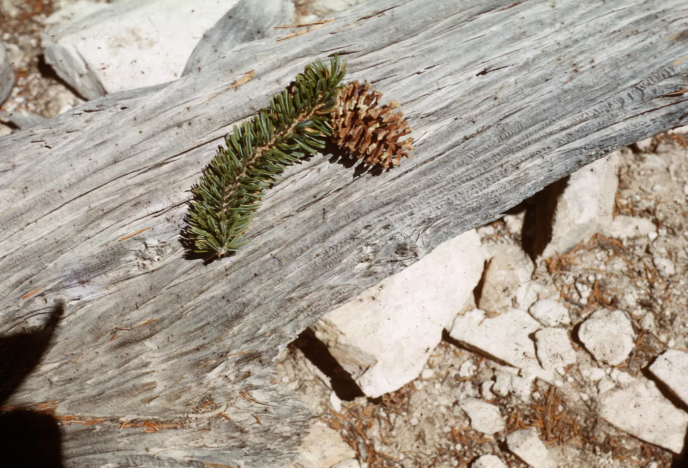 Trip to Ancient Bristlecone Forest, Inyo National Forest w/Neil Muller, 1960-68
