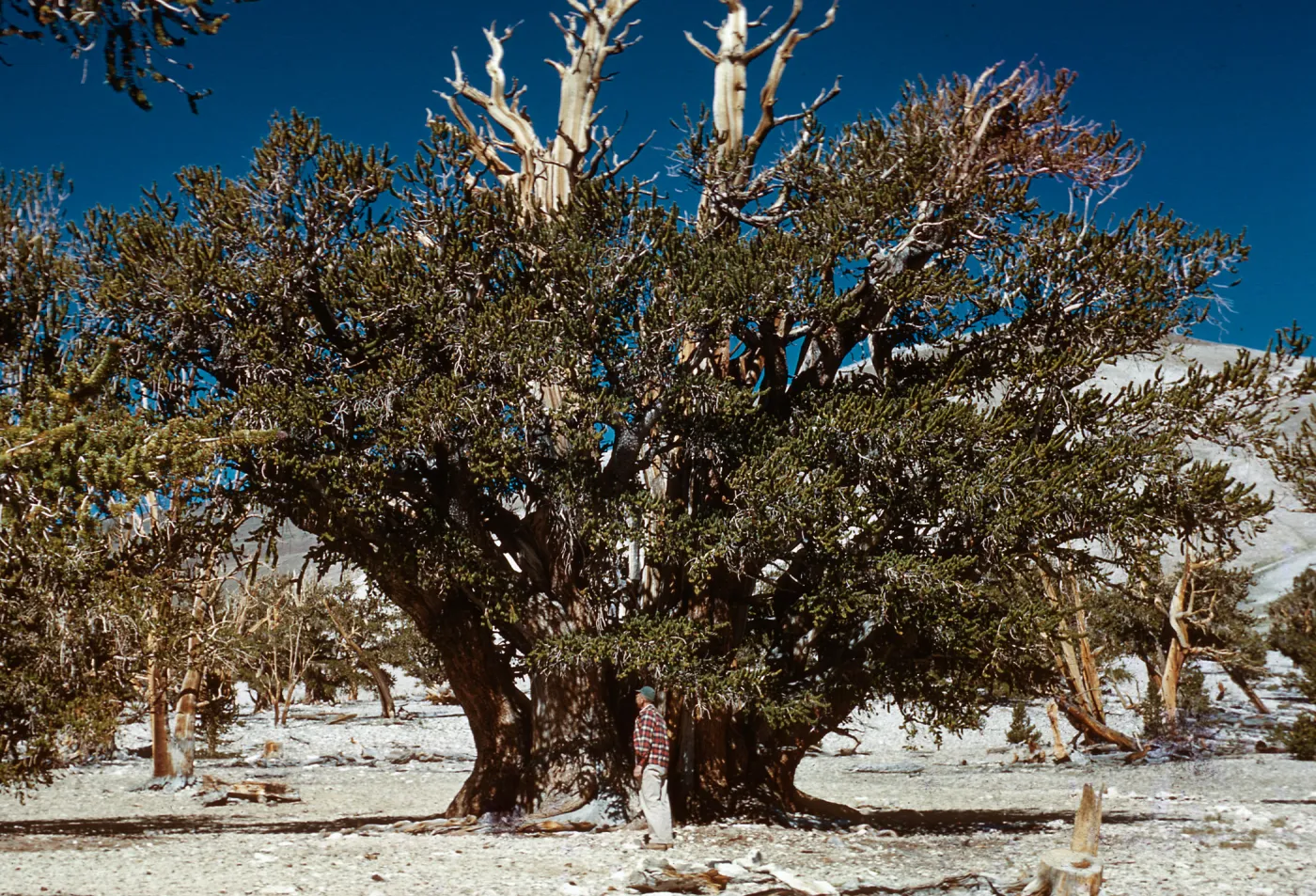Trip to Ancient Bristlecone Forest, Inyo National Forest w/Neil Muller, 1960-68