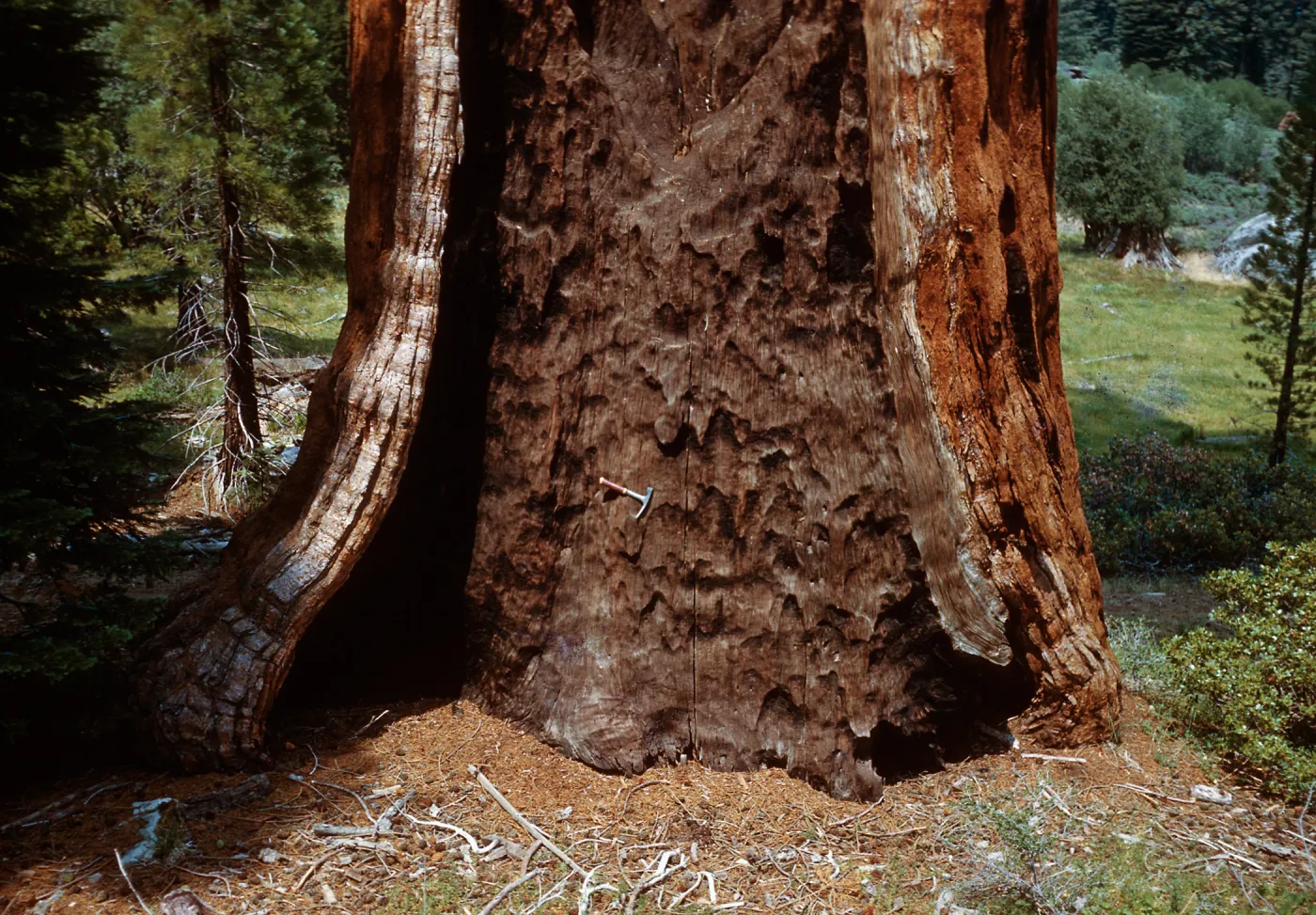 Giant Sequoia trunk, Santa Barbara Botanic Garden trip, Sequoia National Park, 1961