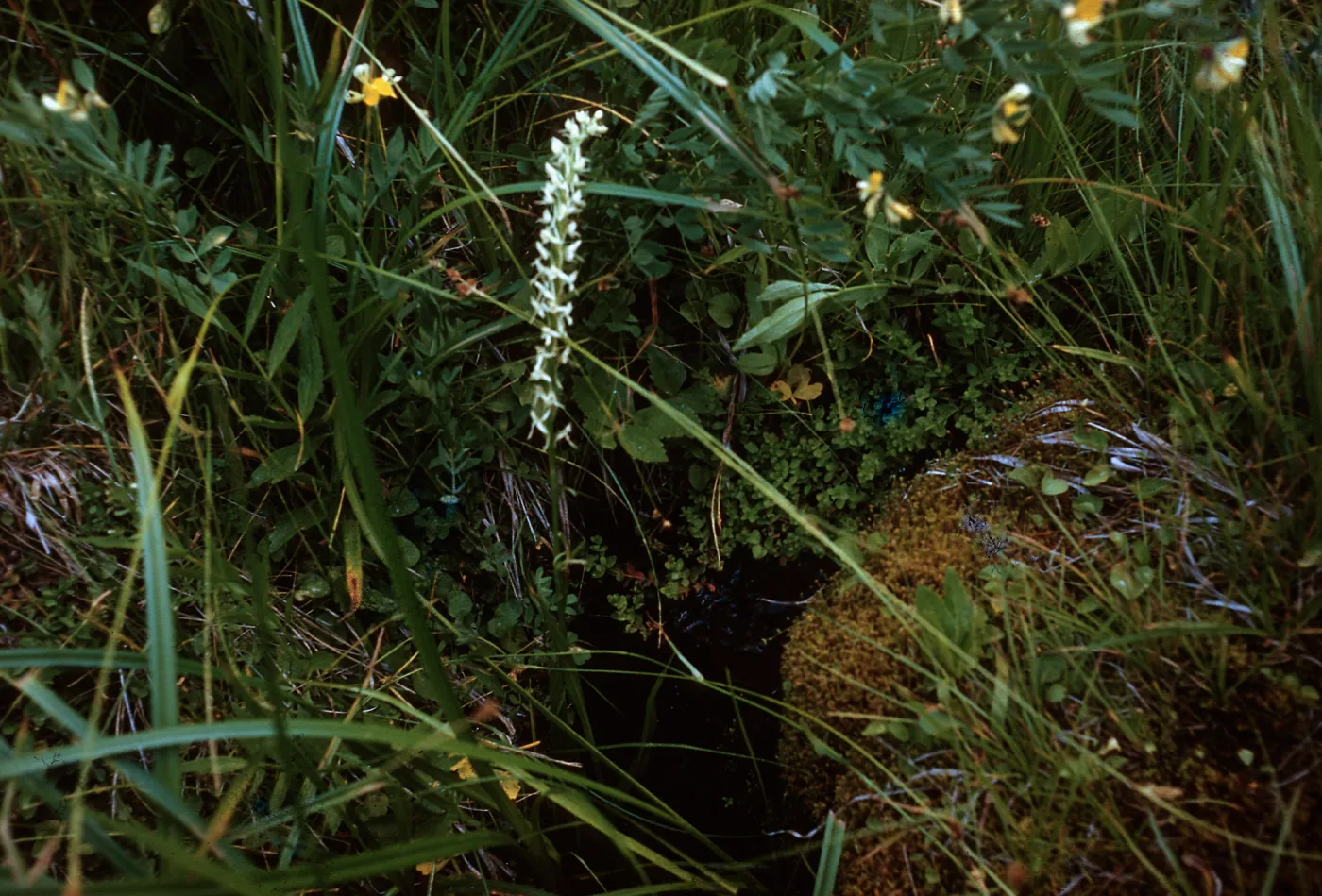 Santa Barbara Botanic Garden trip, Sequoia National Park, 1961