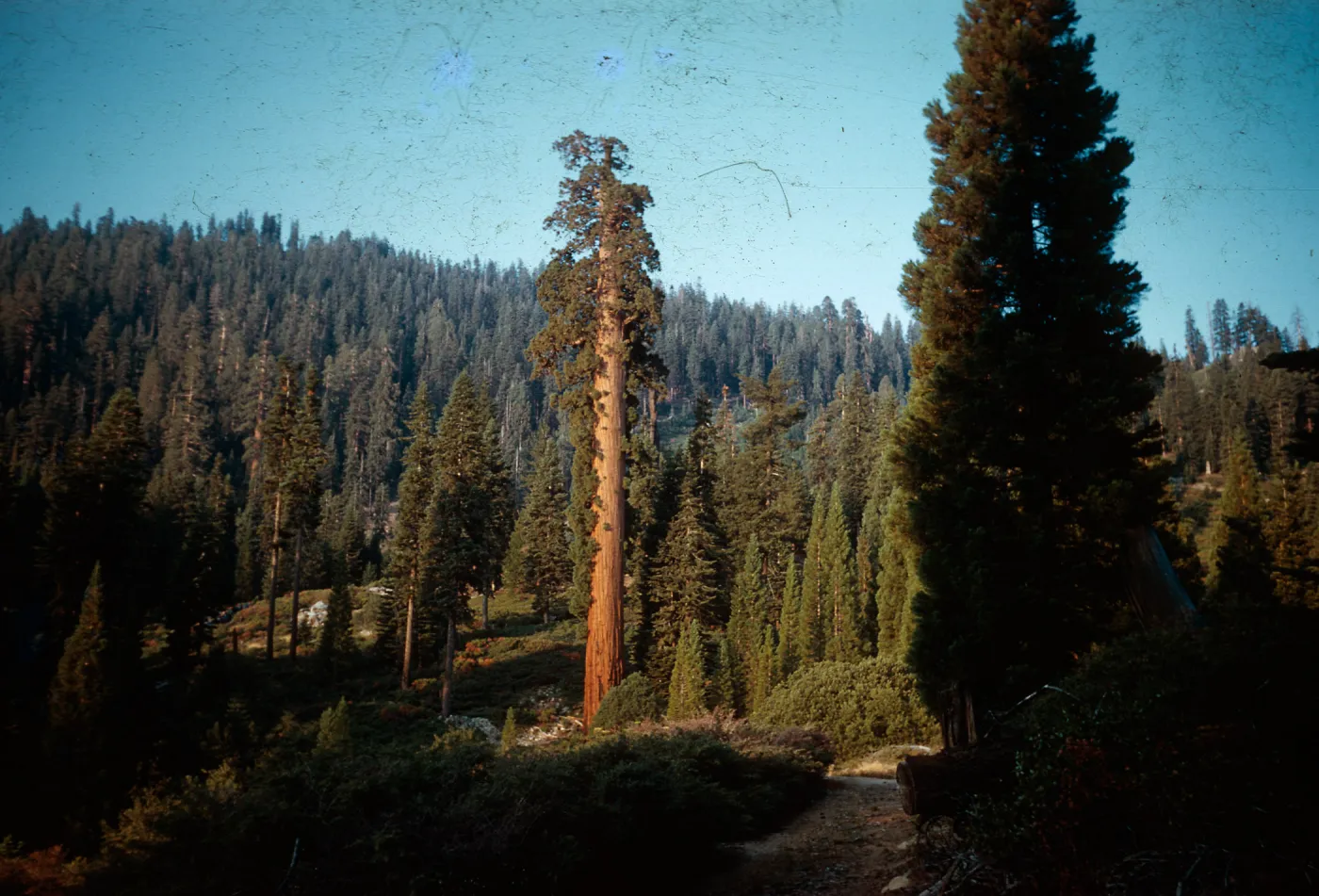 Giant Sequoias, Santa Barbara Botanic Garden trip, Sequoia National Park, 1961