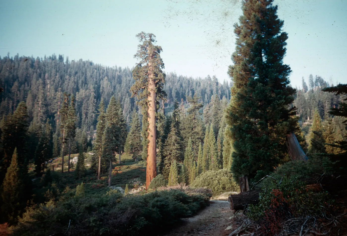 Giant Sequoias, Santa Barbara Botanic Garden trip, Sequoia National Park, 1961