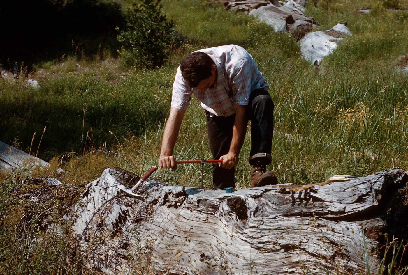 Tree coring, Santa Barbara Botanic Garden trip, Sequoia National Park, 1961