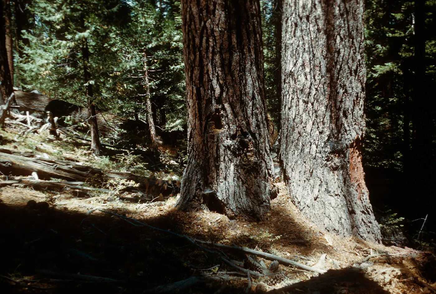 Santa Barbara Botanic Garden trip, Sequoia National Park, 1961
