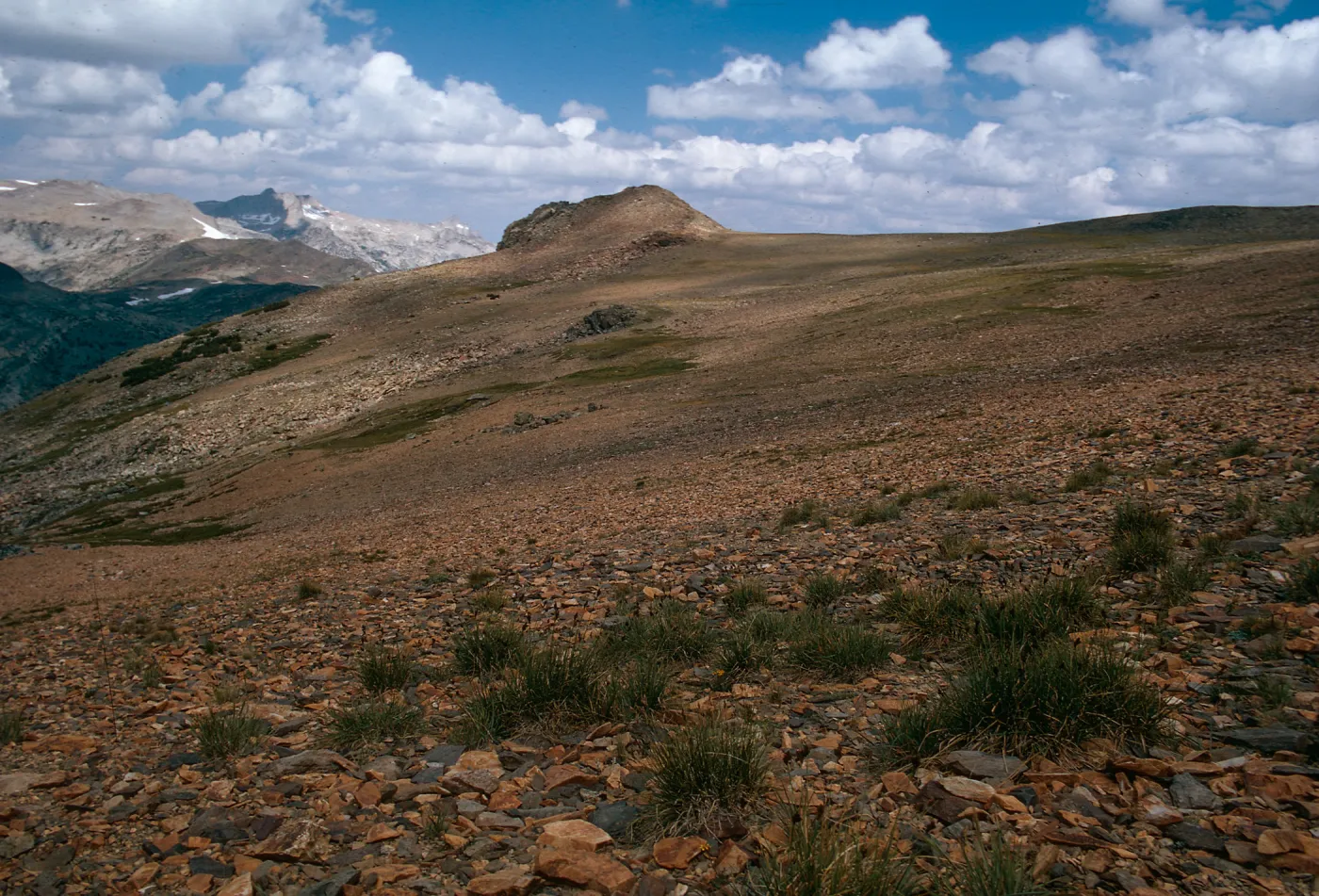 Alpine Fell - fields, Dana Plateau, Carex