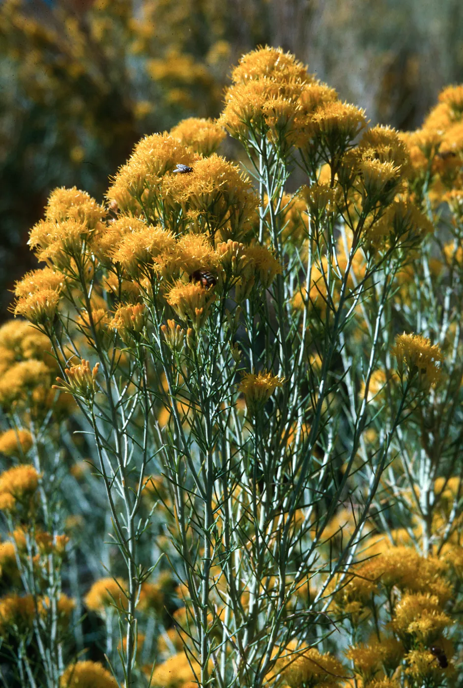 Chrysothamnus, near Bishop