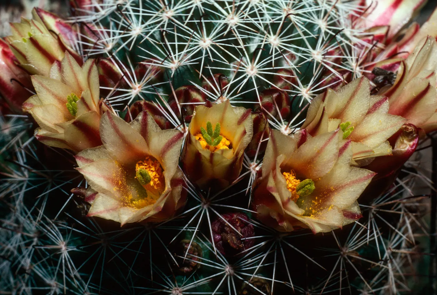 Mammilaria dioica, Sweeney Canyon, Anza-Borrego