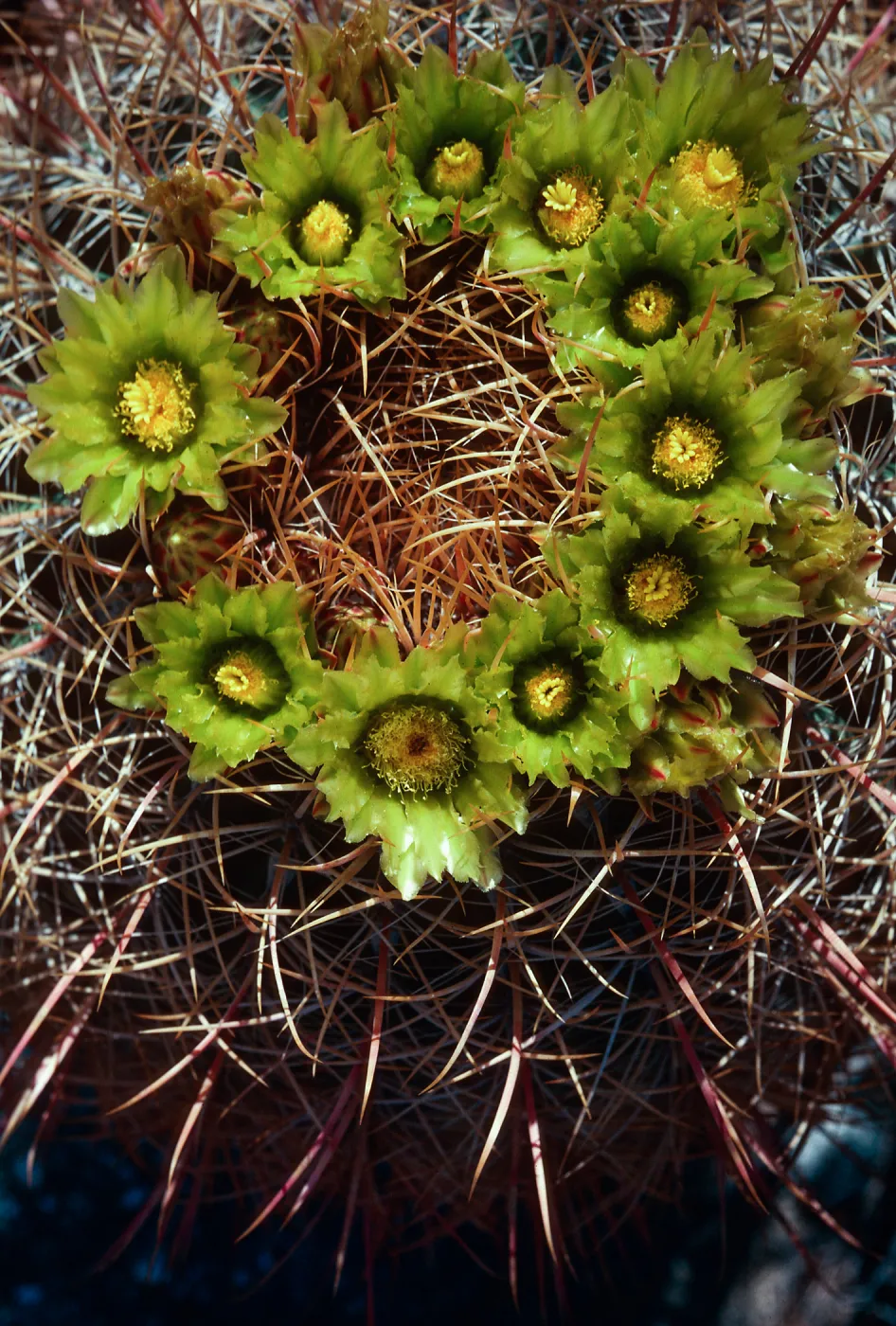 Ferocactus cylindraceus, Arizona