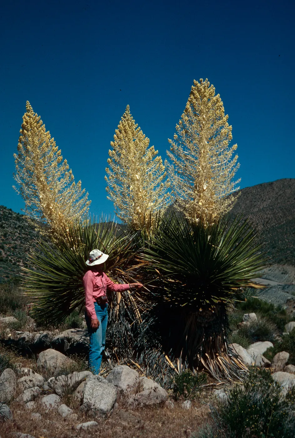 Nolina, Kingston Mountains, Mojave Desert