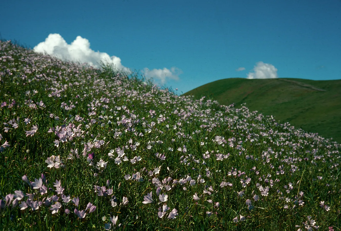 Triteleia laxa, valley grassland, West side of valley, San Joaquin Valley