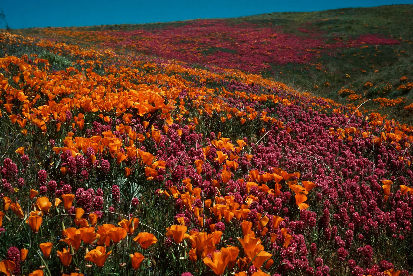 Eschscholzia californica, Orthocarpus purpuraceus, Quail Lake, East of Gorman