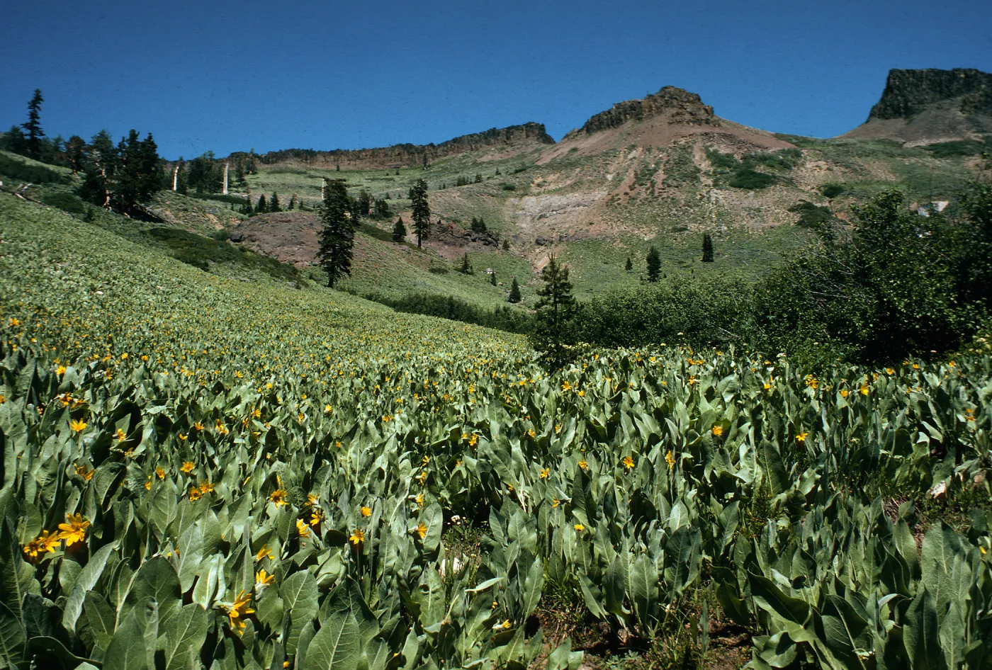 Wyethia, â€œmeadowâ€, dry, south slope, stony soil, near Tinkers Nob (Cedars), 8000 ft