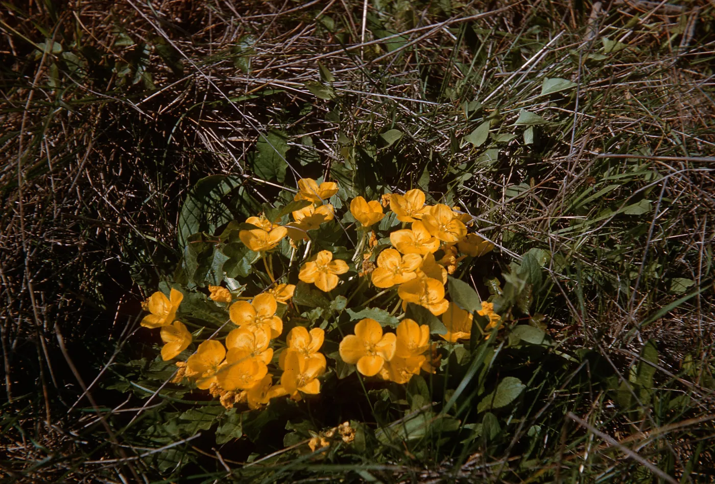 Camissonia ovata, Cambria