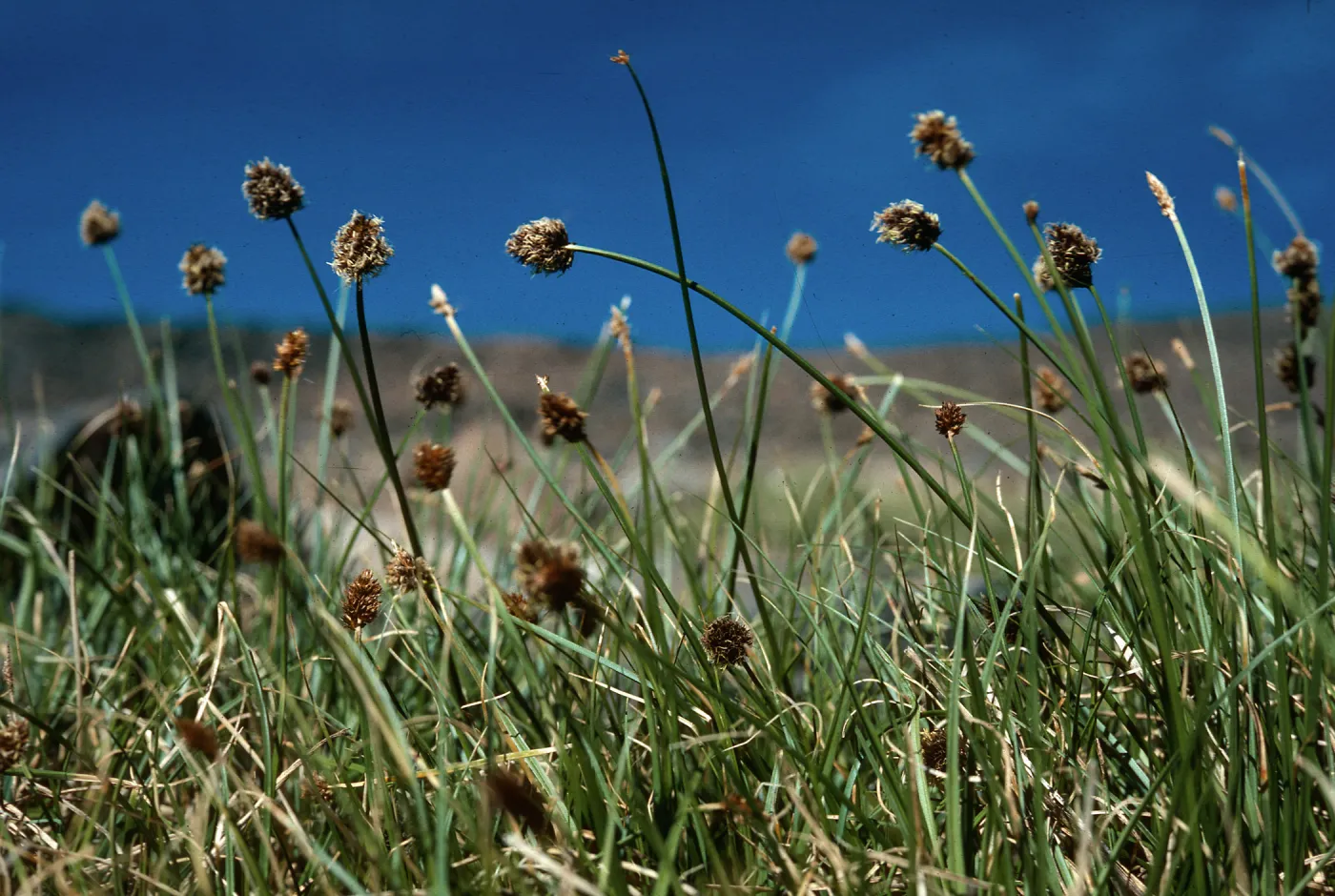 Carex, Mt. Dana, Elev. 12,000 ft.